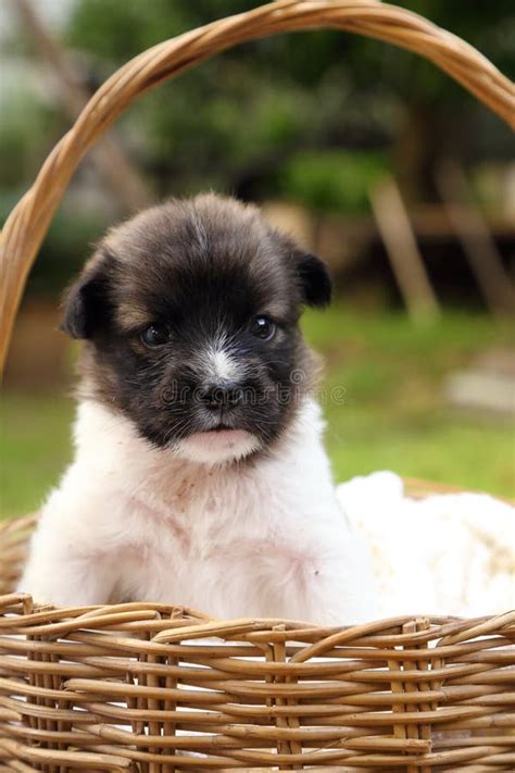 Little Puppy Sleeping in Basket Stock Image - Image of lovely, basket: 32509301