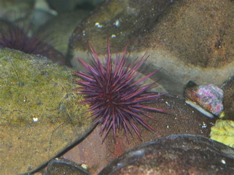 The Online Zoo - Purple Sea Urchin