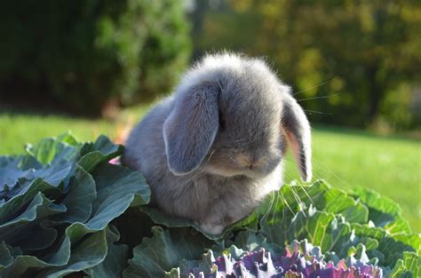 Solid opal female Holland Lop baby http://hoppinglops.webs.com/ https ...