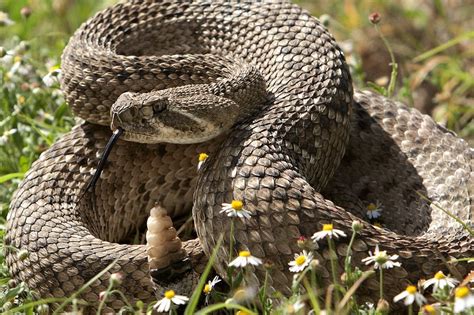 Western Diamondback Rattlesnake | In Touch With Nature