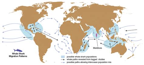 Social Media Monitors the Largest Fish in the Sea | American Scientist