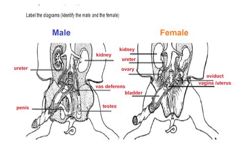 Urinary System Diagram Types Of Urinary System Diagra - vrogue.co