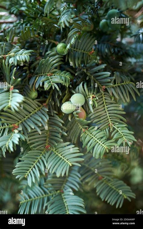 Taxus baccata leaves and seeds Stock Photo - Alamy