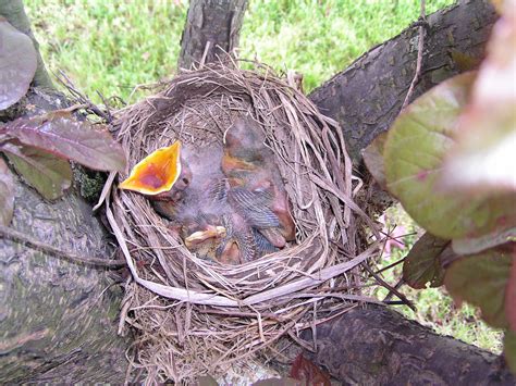 American Robin Bird Nest from 2008 -- Birds in photography-on-the.net forums