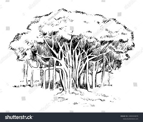 Banyan Tree Line Art Hand Drawing Stock Vector (Royalty Free ...