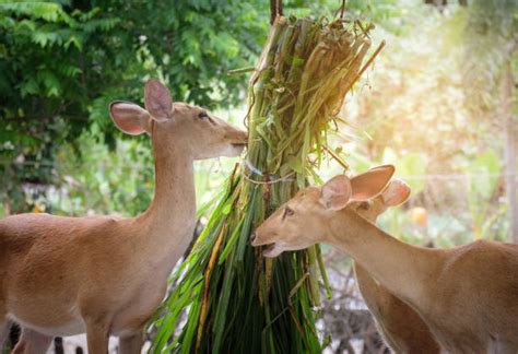 40+ Hangul Deer Stock Photos, Pictures & Royalty-Free Images - iStock