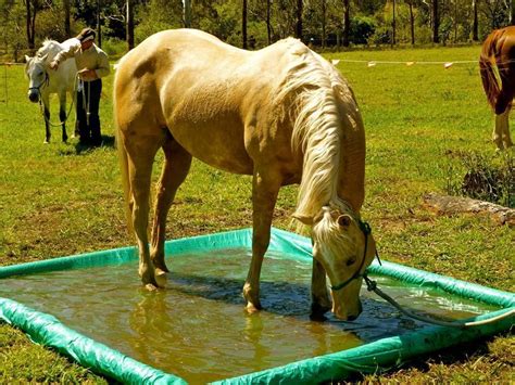 32Horse Obstacle Course Ideas | Horses, Horse training, Horse diy