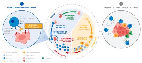 DLL3/CD3 T-cell engager | InOncology – Boehringer Ingelheim