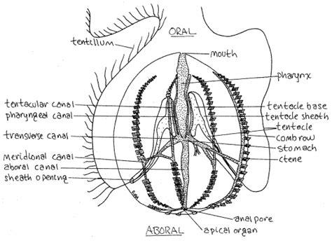 Structure - Ctenophora