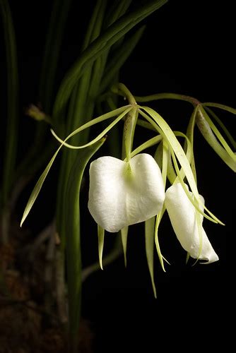 [Central America] Brassavola nodosa 'Grande' (L.) Lindl., … | Flickr