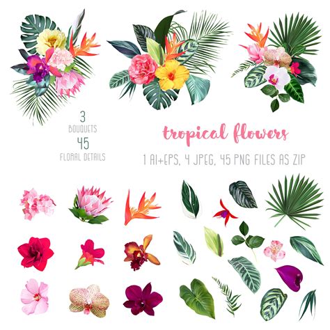 Exotic Tropical Flowers: Orchid, Strelitzia, Hibiscus, Protea ...