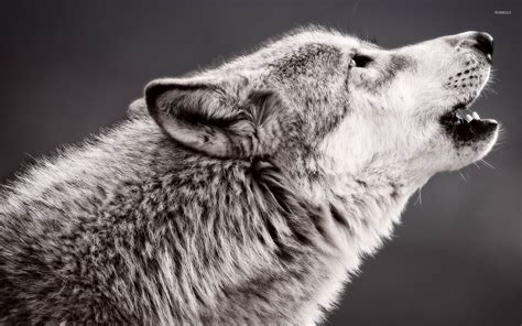 Black Wolf Howling Wallpaper | Ninuninu Wall