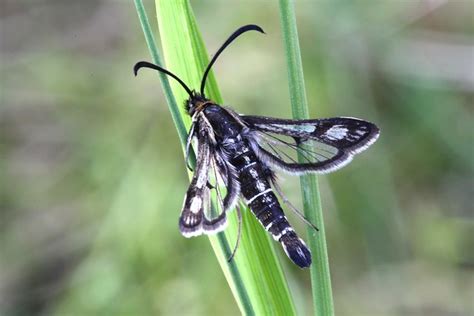 Clearwing Moths (Sesiidae) of the United Kingdom | Flickr