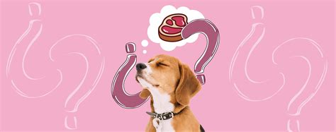 FAQ – Dream Puppies Pet Store