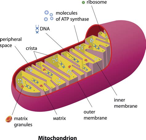 Top 5 Supplements For Healthy Mitochondrial Function – Natural Stacks