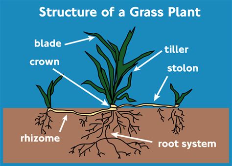 File:Grass-plant-structure.png