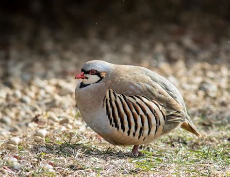 The National Bird of Pakistan Chukar Partridge