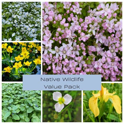 Native Wildlife Value Pack – Plants for Ponds