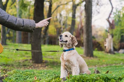 Private Dog Lessons .vs Group Dog Lessons | Unleash Fido Description