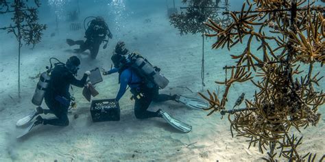 Conservation - Florida's Coral Reef