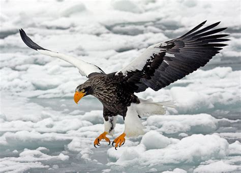 Sea Eagle Bird | Info & Latest Cute Pictures | All Wildlife Photographs