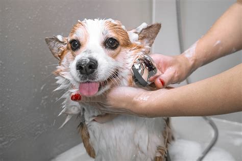 How Often Should You Bathe Your Dog? | Forever Vets