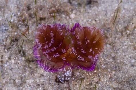 Horseshoe worm, phylum Phoronida