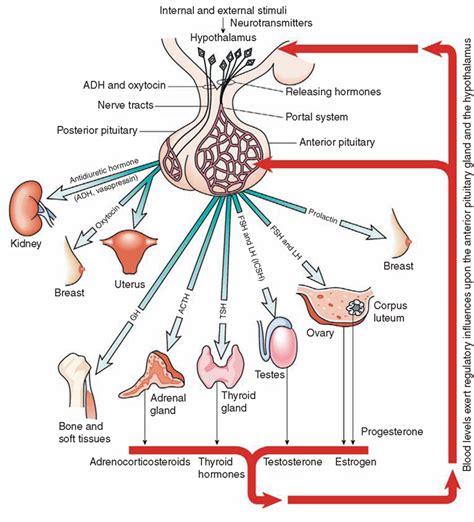 The pituitary gland, the relationship of the hypothalamus to pituitary ...