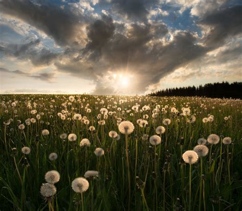 Download Sunrise Field Summer Nature Dandelion HD Wallpaper