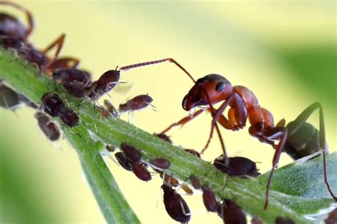 Ants and Aphids: Fascinating Facts and Natural History – Animals FYI