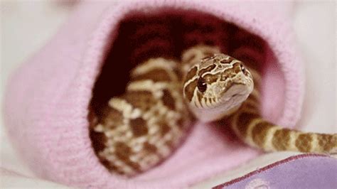 [x] Pretzel got a bit spooked by the camera so we... - Pretzel the Hognose