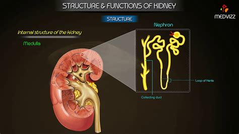 Overview of Structure & Function of kidney - Physiology Medical animations - YouTube