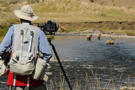 How to Get Amazing Wildlife Photos in Yellowstone