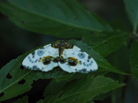 Falter bestimmen - Schmetterlinge bestimmen - ACTIAS