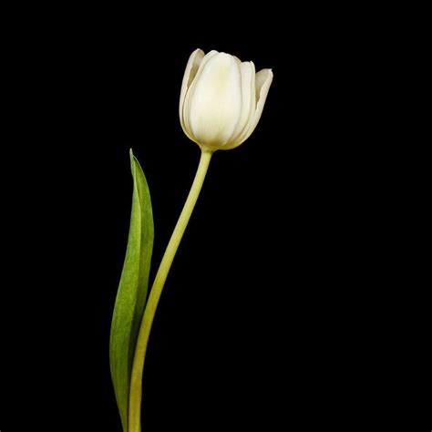 White Tulip | Wall Art | Nature Print | Picture of Flowers - Tracey ...