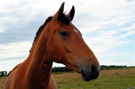 Anesthesia Safety in Granville, OH - Equine Veterinary Dental Services