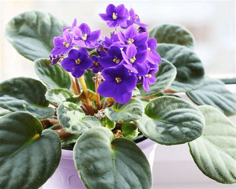 How to grow African Violet