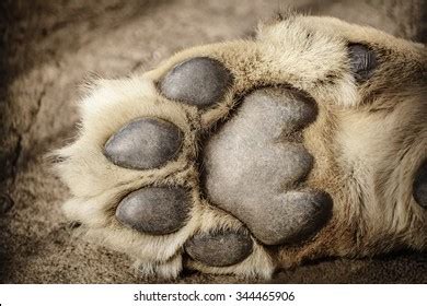 Paw Lion Showing Pads Stock Photo 344465906 | Shutterstock