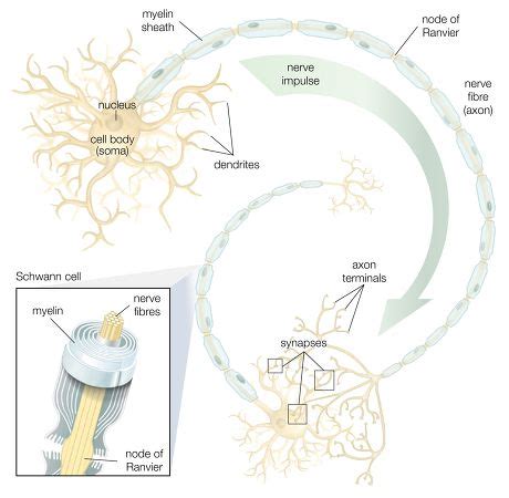 Schwann Cells Peripheral Nervous System Produce Editorial Stock Photo ...