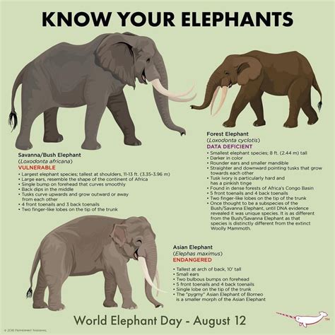 #worldelephantday #knowyourelephants #elephant #peppermintnarwhal ...