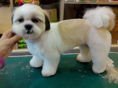 Shih Tzu Teddy bear cut | I'd | Shih tzu haircuts, Shih tzu puppy cut ...