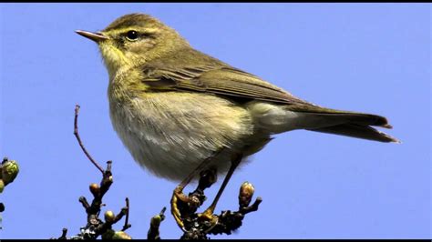 Willow Warbler Bird call Bird song - YouTube