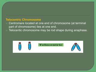 Chromosome and its structure | PPT