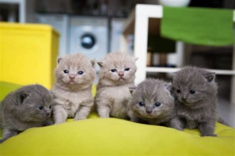 How to Become a Cat Breeder: 6 Ethical Steps to Follow | Hepper