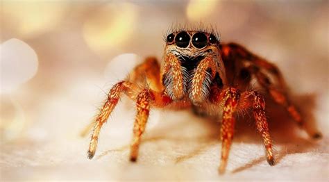 Scariest Looking Spider In The World