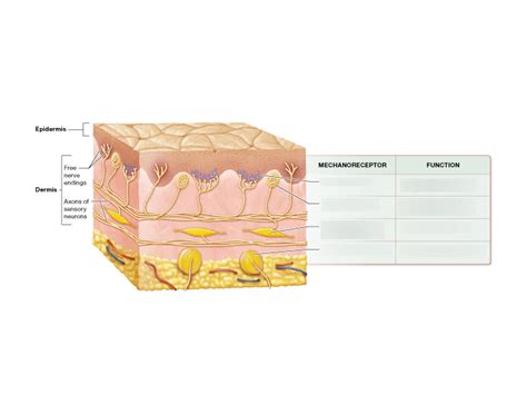 Mechanoreceptors In The Skin Quiz