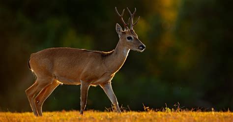 Pampas Deer Facts & Information (Ozotoceros bezoarticus) - World Deer