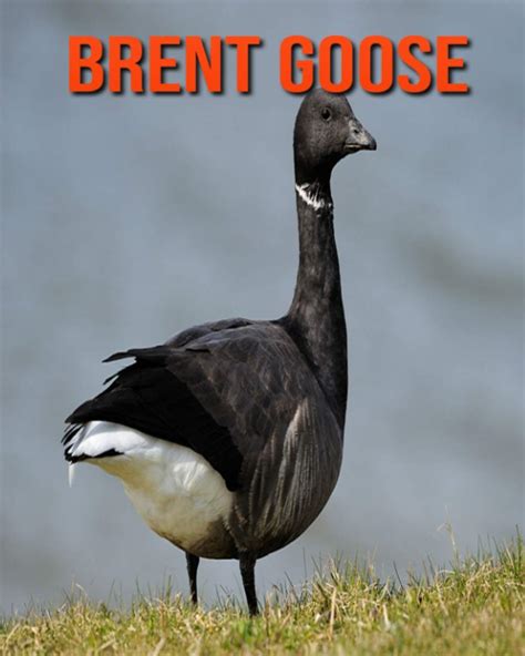 Brent Goose: Super Fun Facts And Amazing Pictures by Lauren Massarella ...