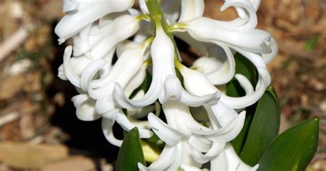 A Trivial Mind At Work: White Hyacinths