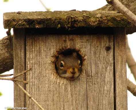 Red Squirrel in old nest box – OFNC